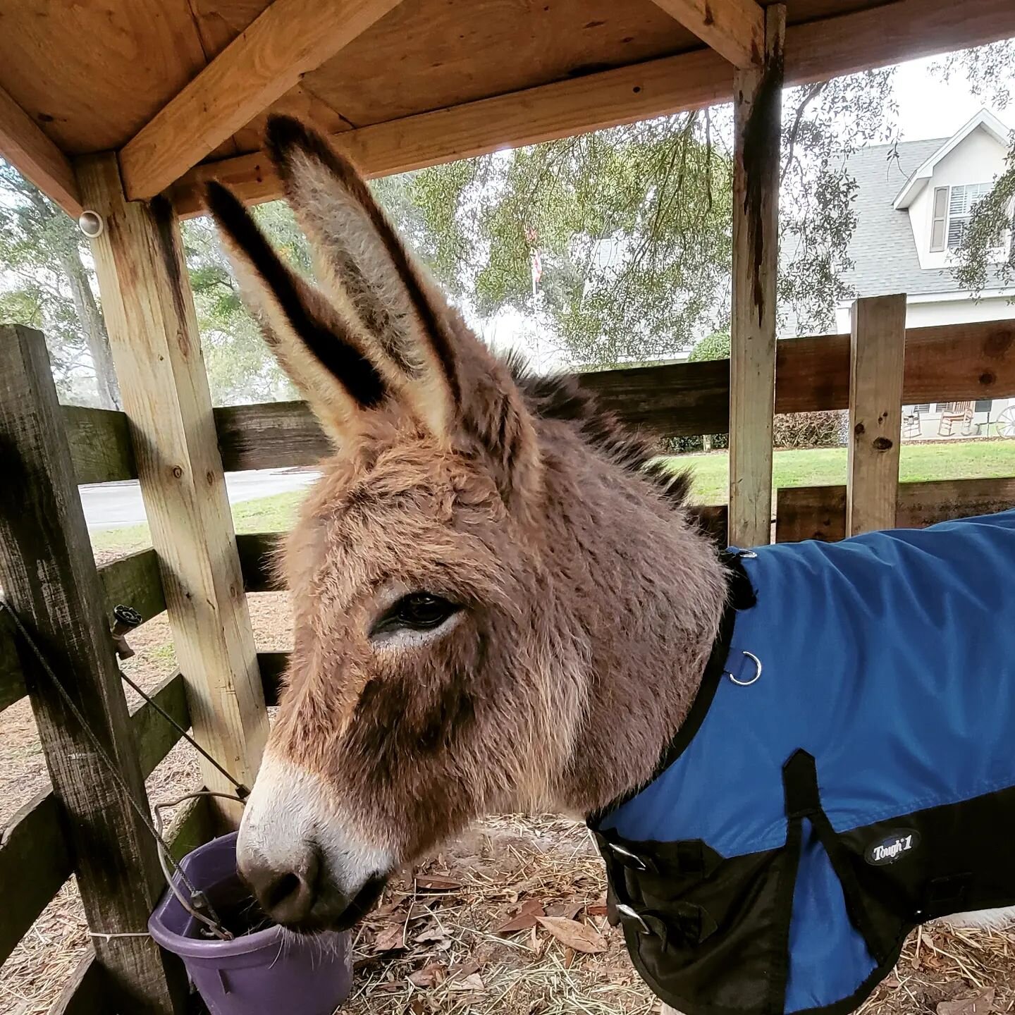 With this little blanket and some hugs he'll get through these cold nights. #TwoGroomsFarm #donkey  #farm