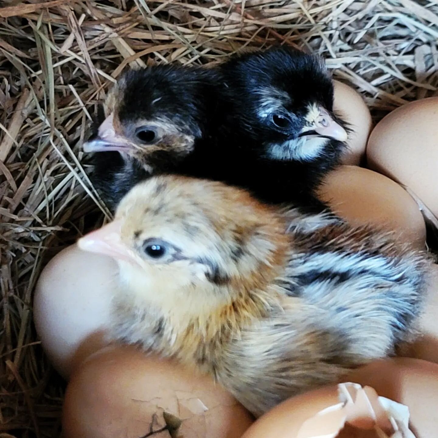 Hiding under mommy's feathers. Welcome little chicks! #TwoGroomsFarm #FriendsOfTheGrooms #farm #farmstay