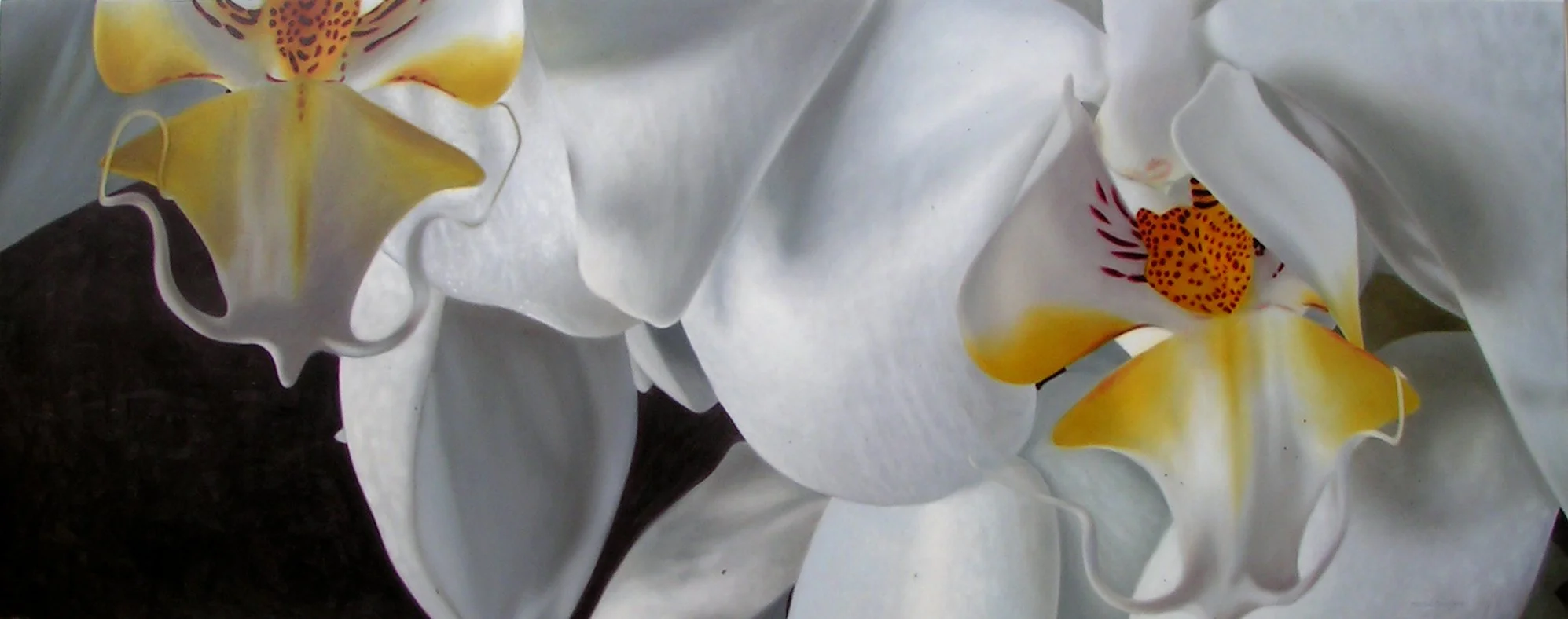 White Orchid Allegory