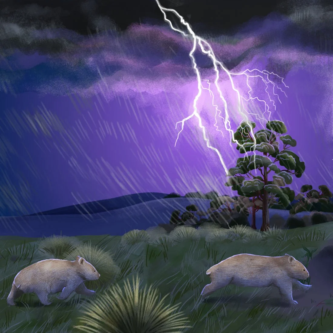 Womats in a storm