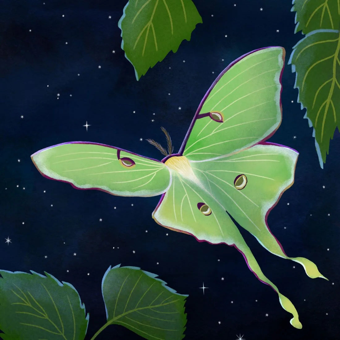 Luna Moth