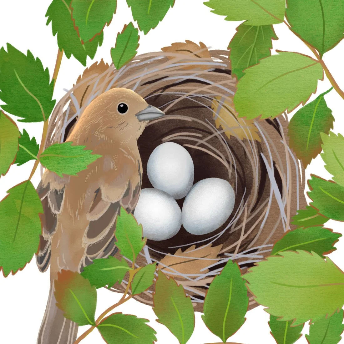 Indigo Bunting
