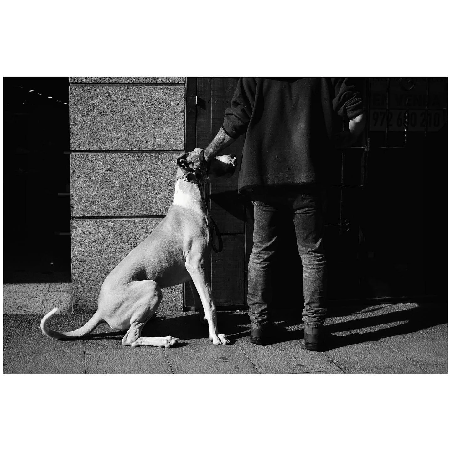 Man&rsquo;s best friend! 
This shot was taken in Spain in the streets of Palamos. I really liked that dog and its owner walking down the street. The capture of the tongue and the tattooed arm make this shot special to me. 
📷Fujifilm X-Pro3 
-
-
-
-
