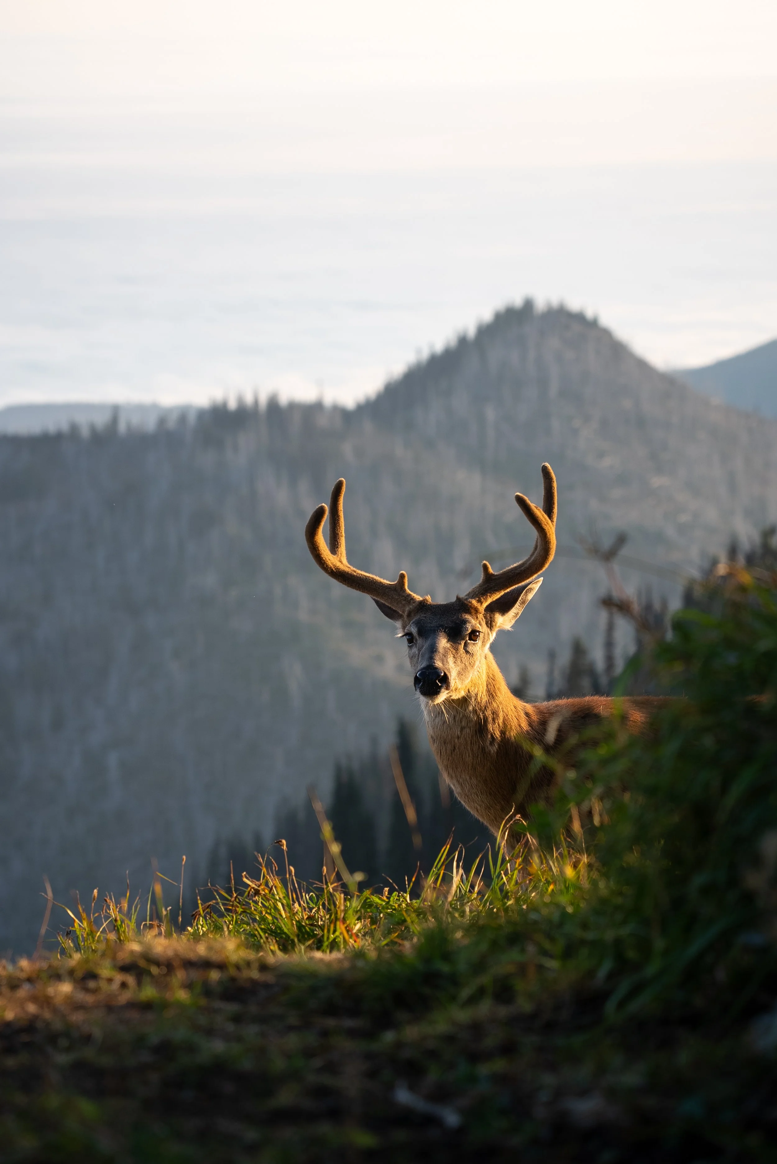 Hurricane Hill, Olympic national Park, Washington, a must visit stop on a Pacific Northwest road trip