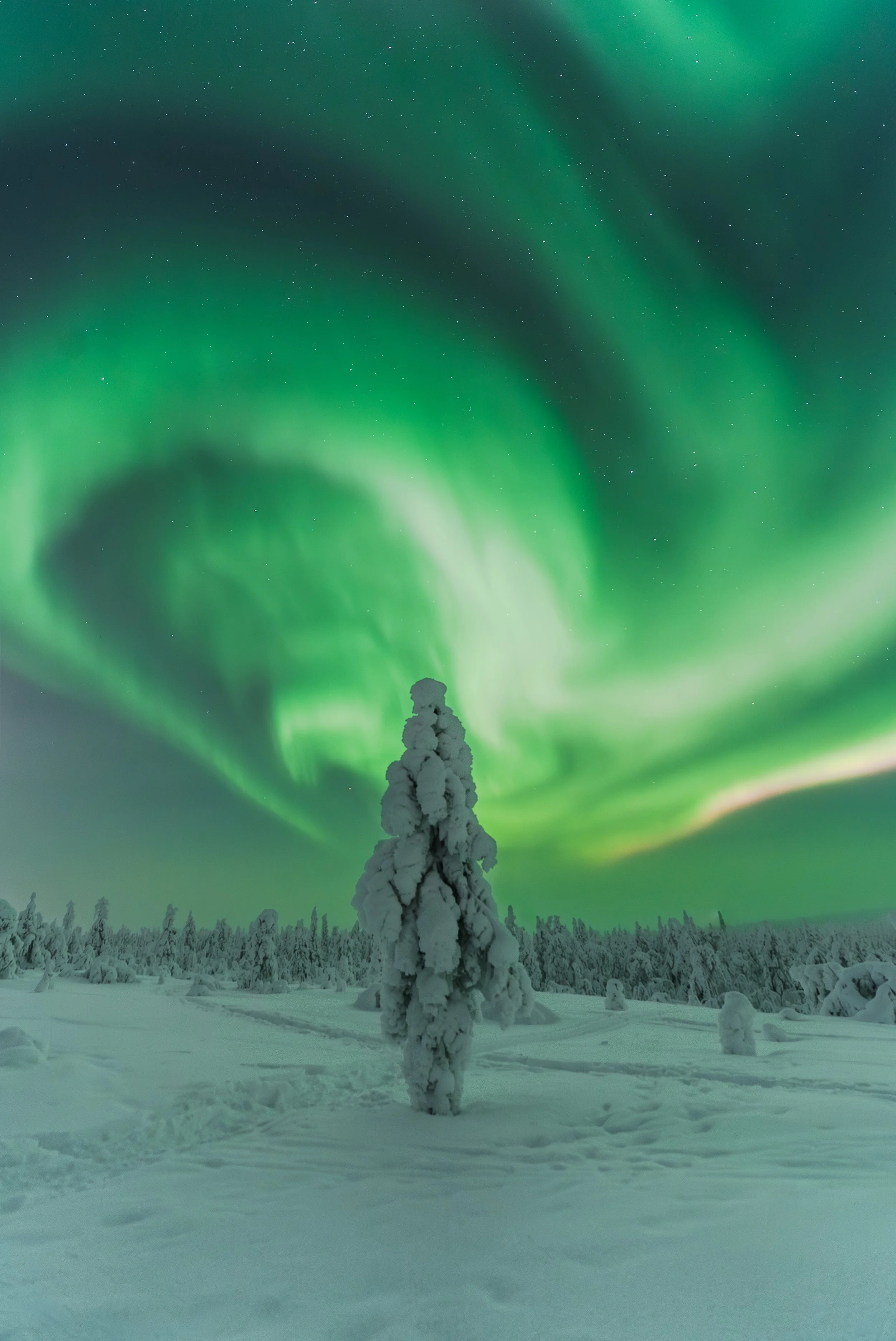 Northern Lights above snow-covered trees in Luosto, Finnish Lapland