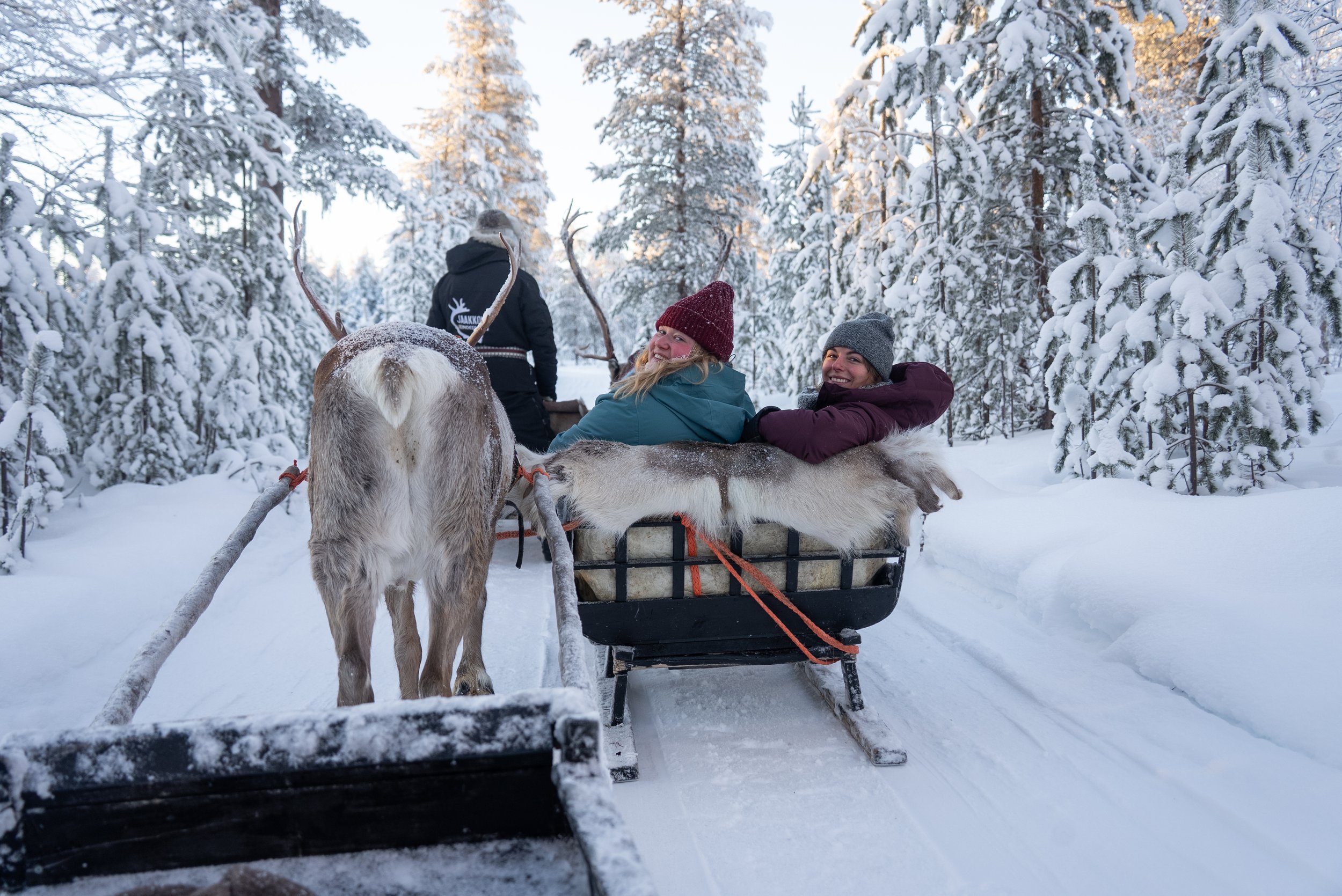 Reindeer sleigh ride through winter forest in Finnish Lapland