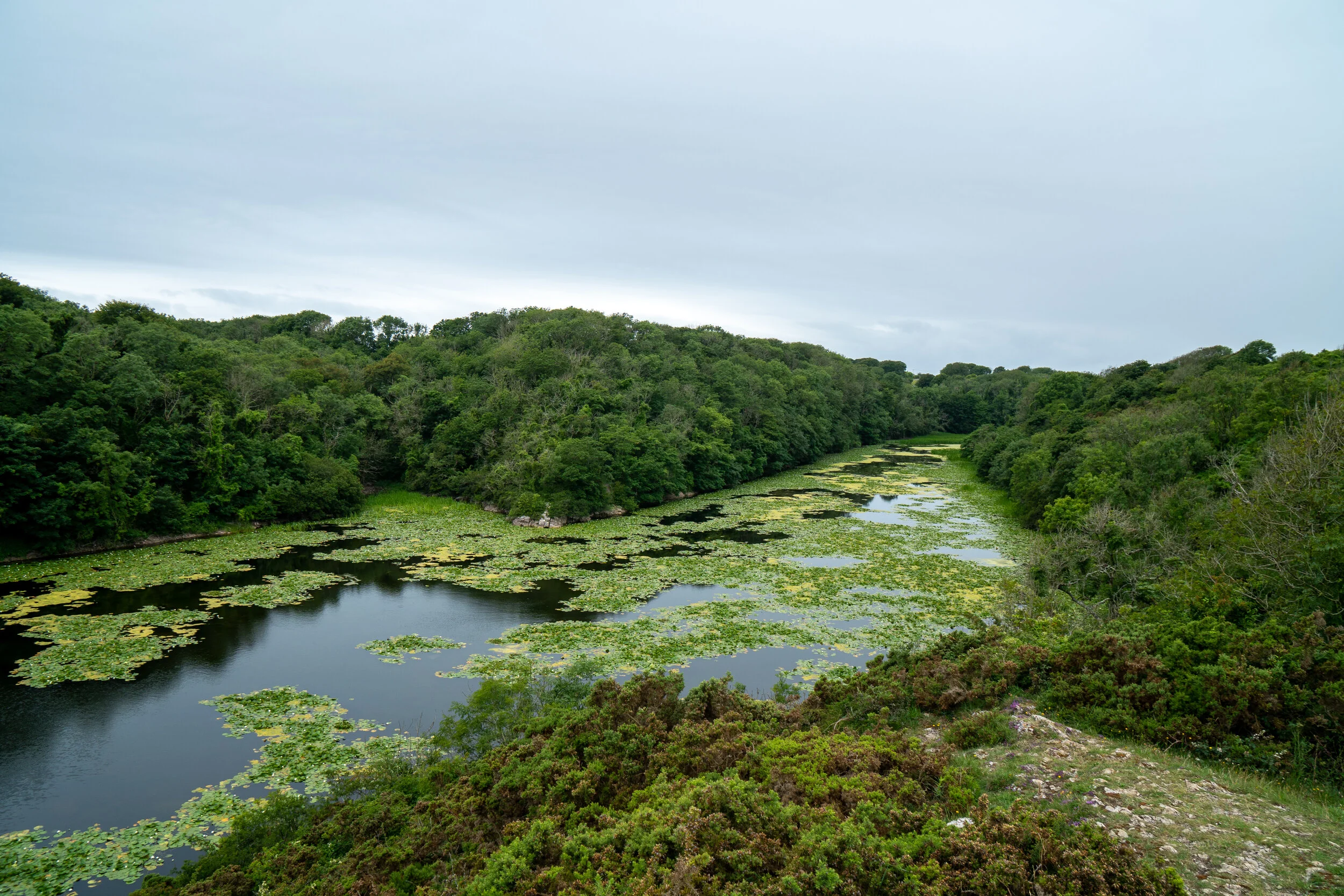 Bosherston Lily Ponds, Broadhaven South, & Barafundle Bay ...