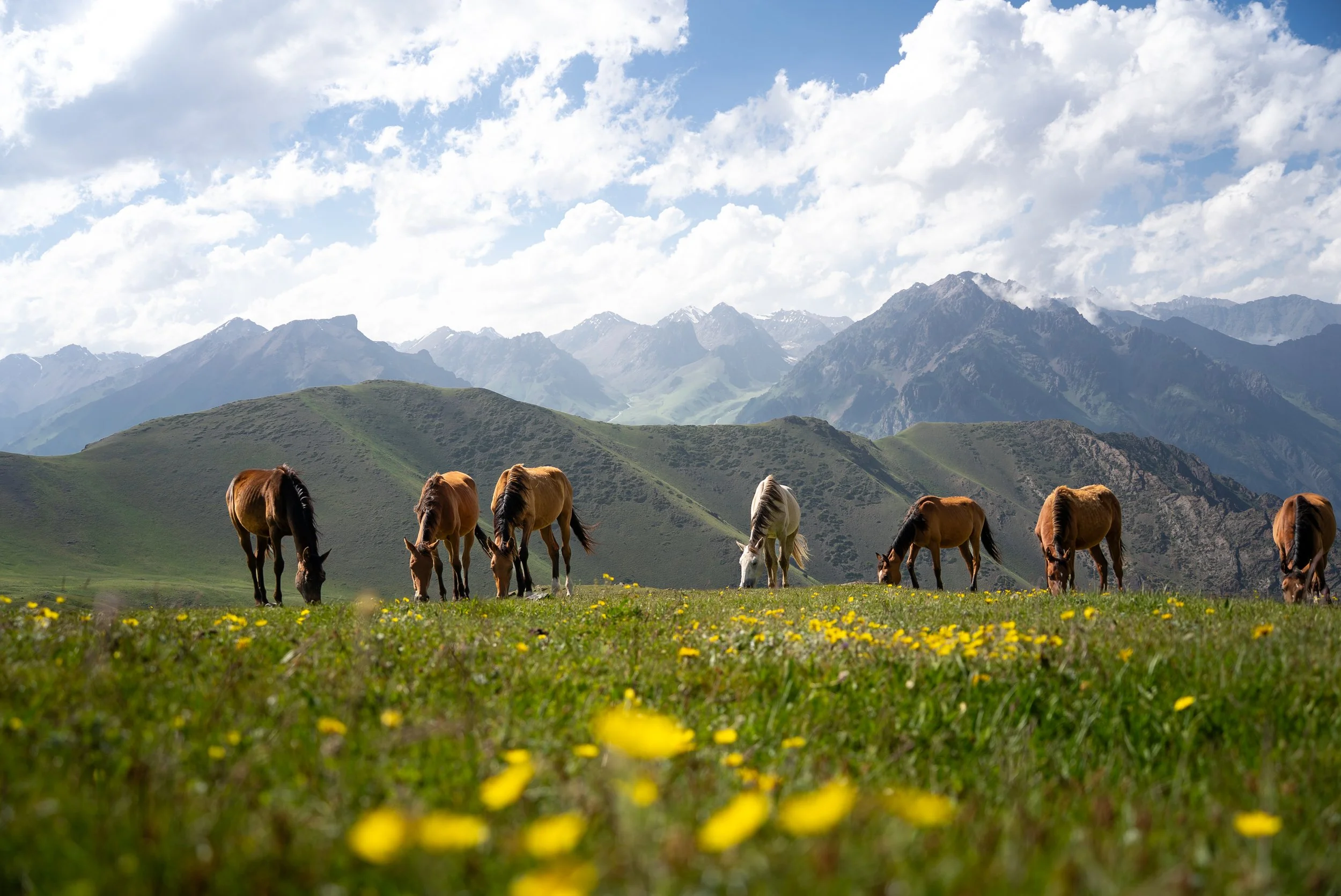 Wild horses grazing in the mountains of Kyrgyzstan