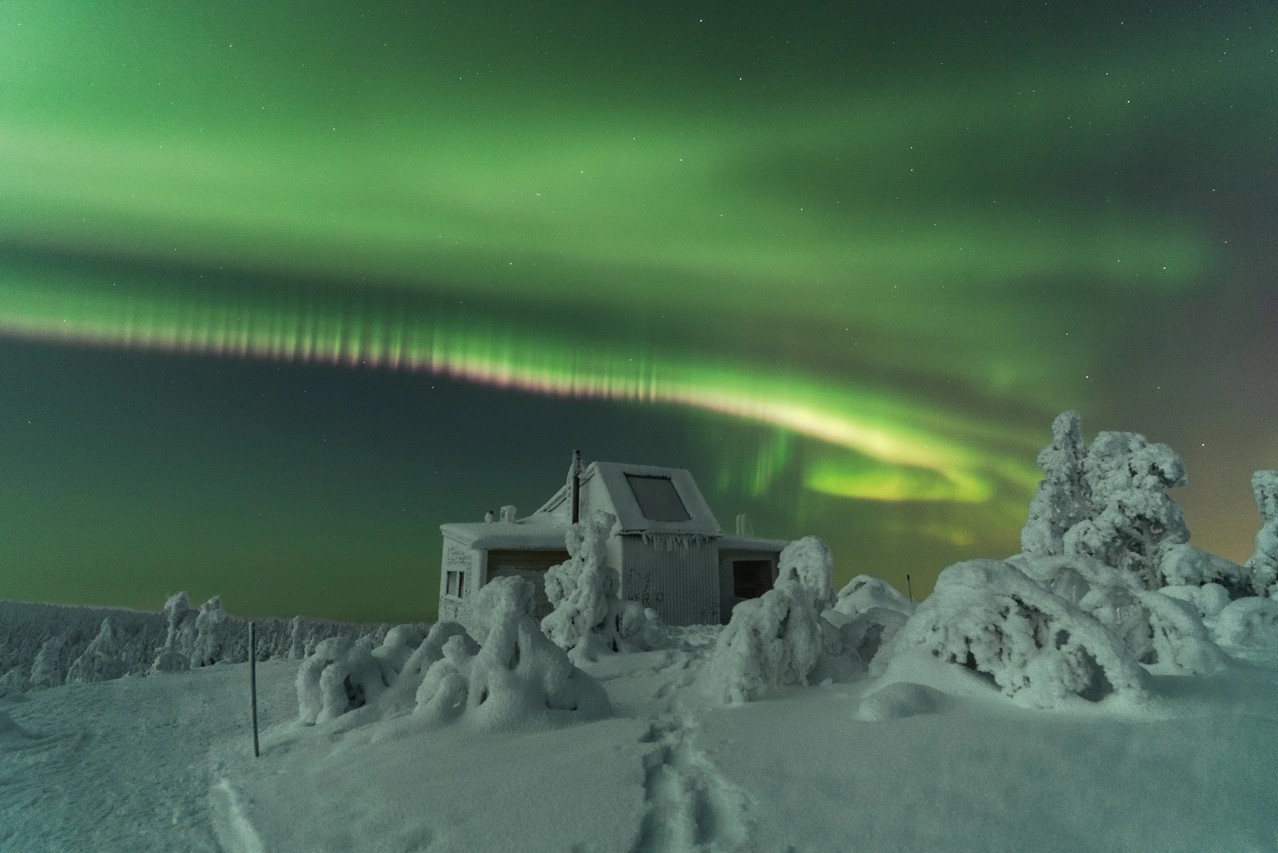 Northern Lights above snow-covered trees in Luosto, Finnish Lapland