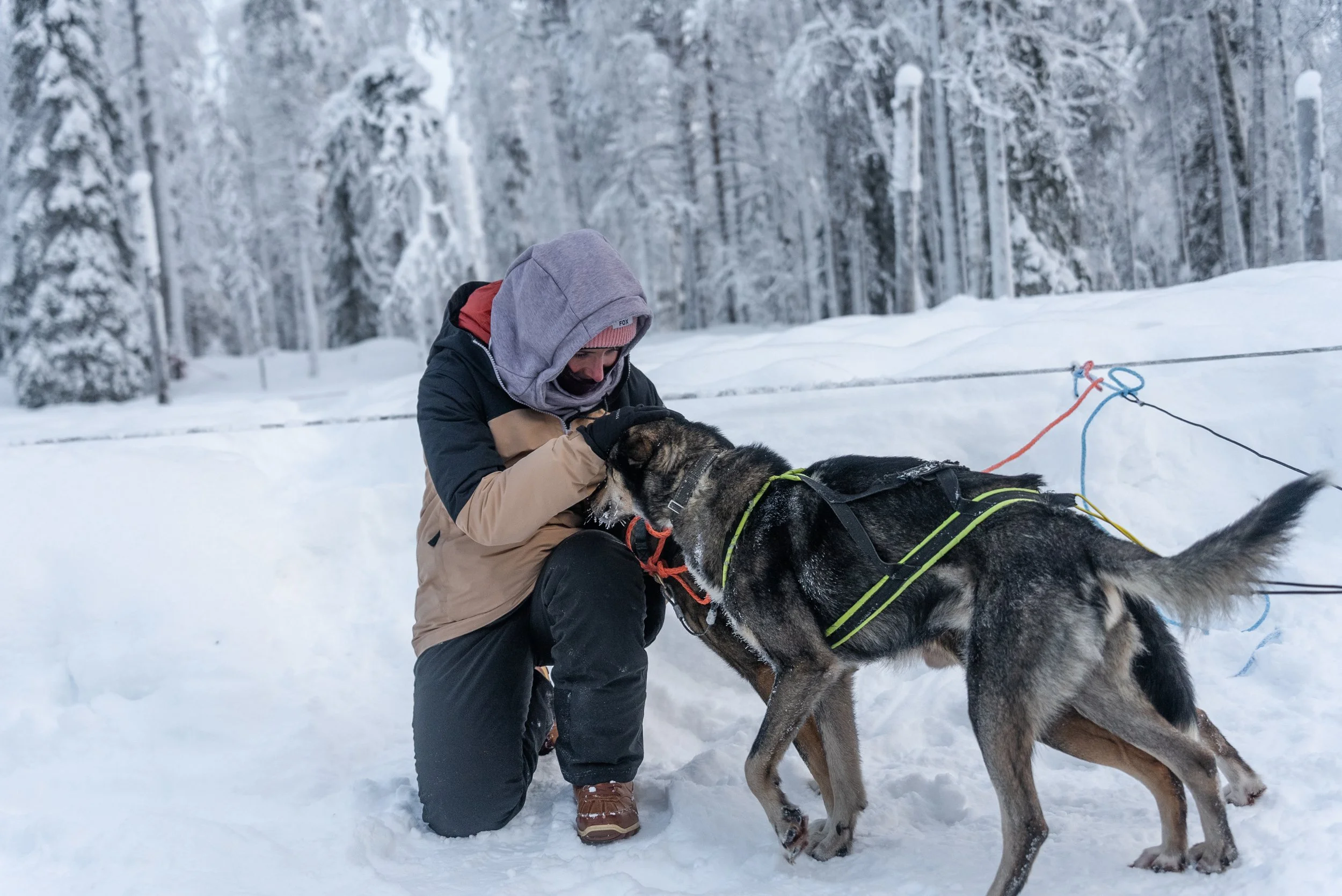 Husky sledding through snowy forests in Finnish Lapland