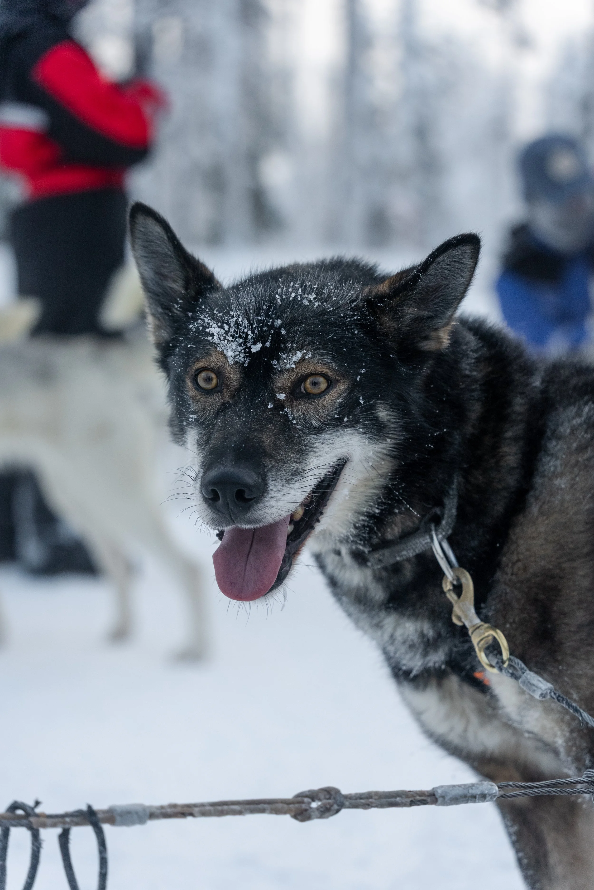Husky sledding through snowy forests in Finnish Lapland