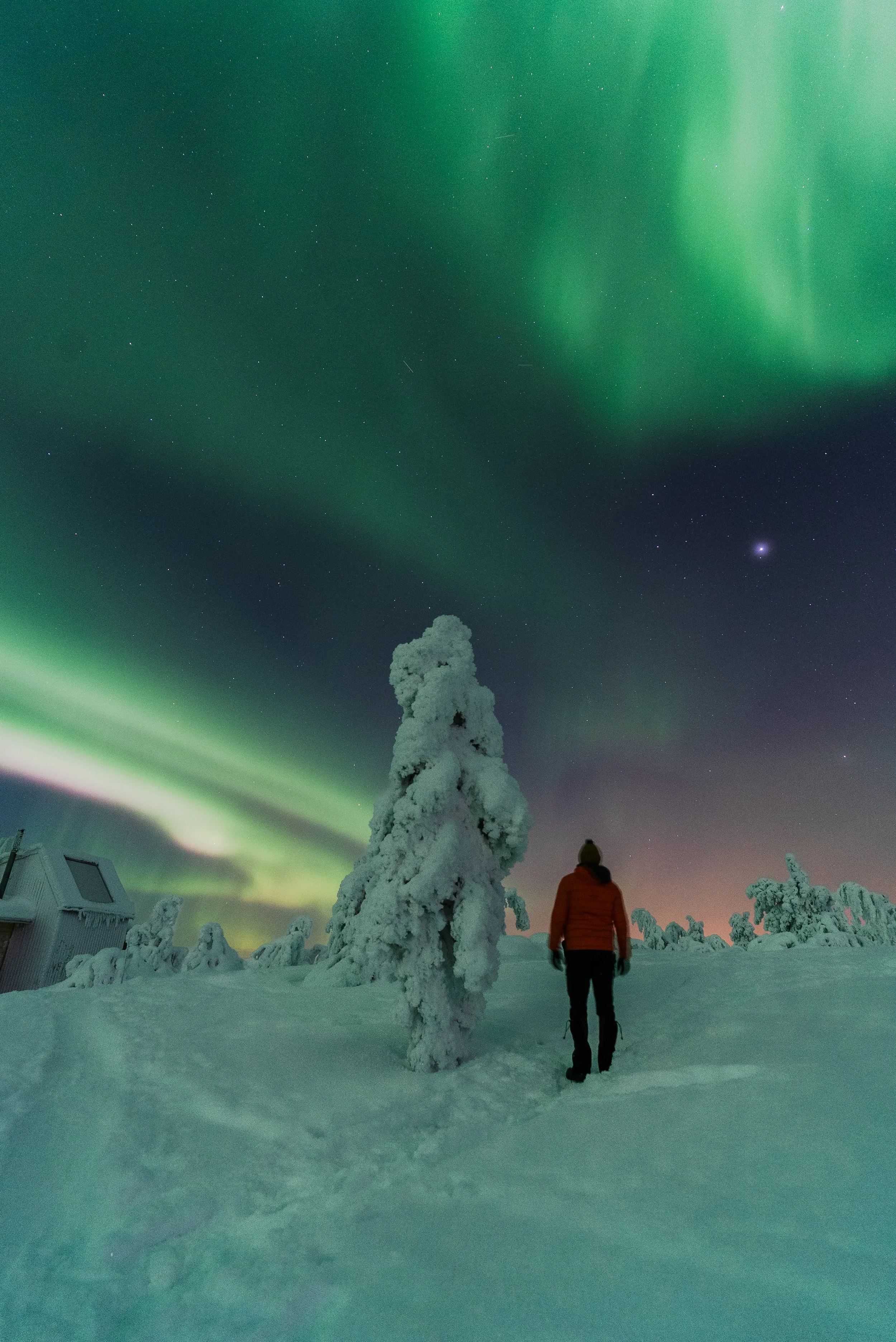 Northern Lights above snow-covered trees in Luosto, Finnish Lapland