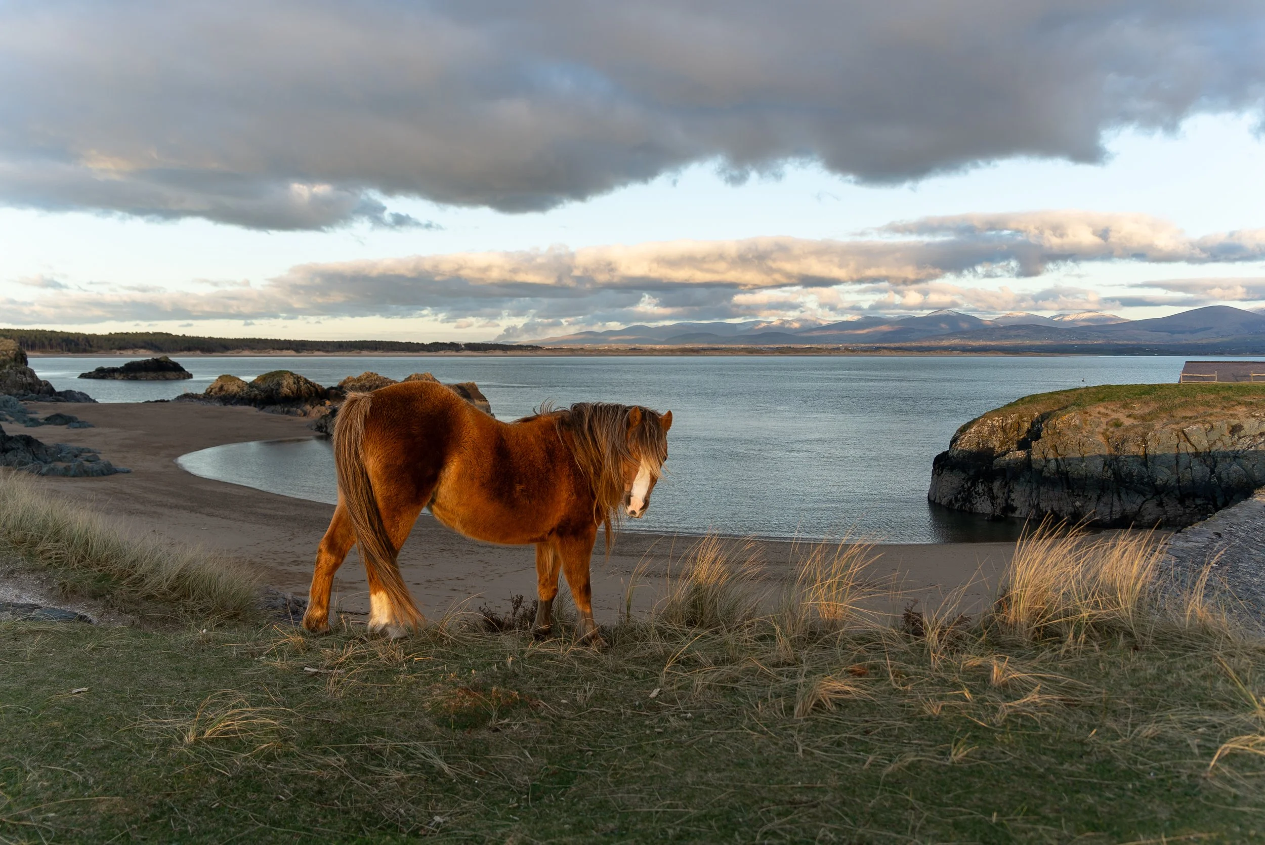 Welsh ponies grazing dunes at Ynys Llandwyn