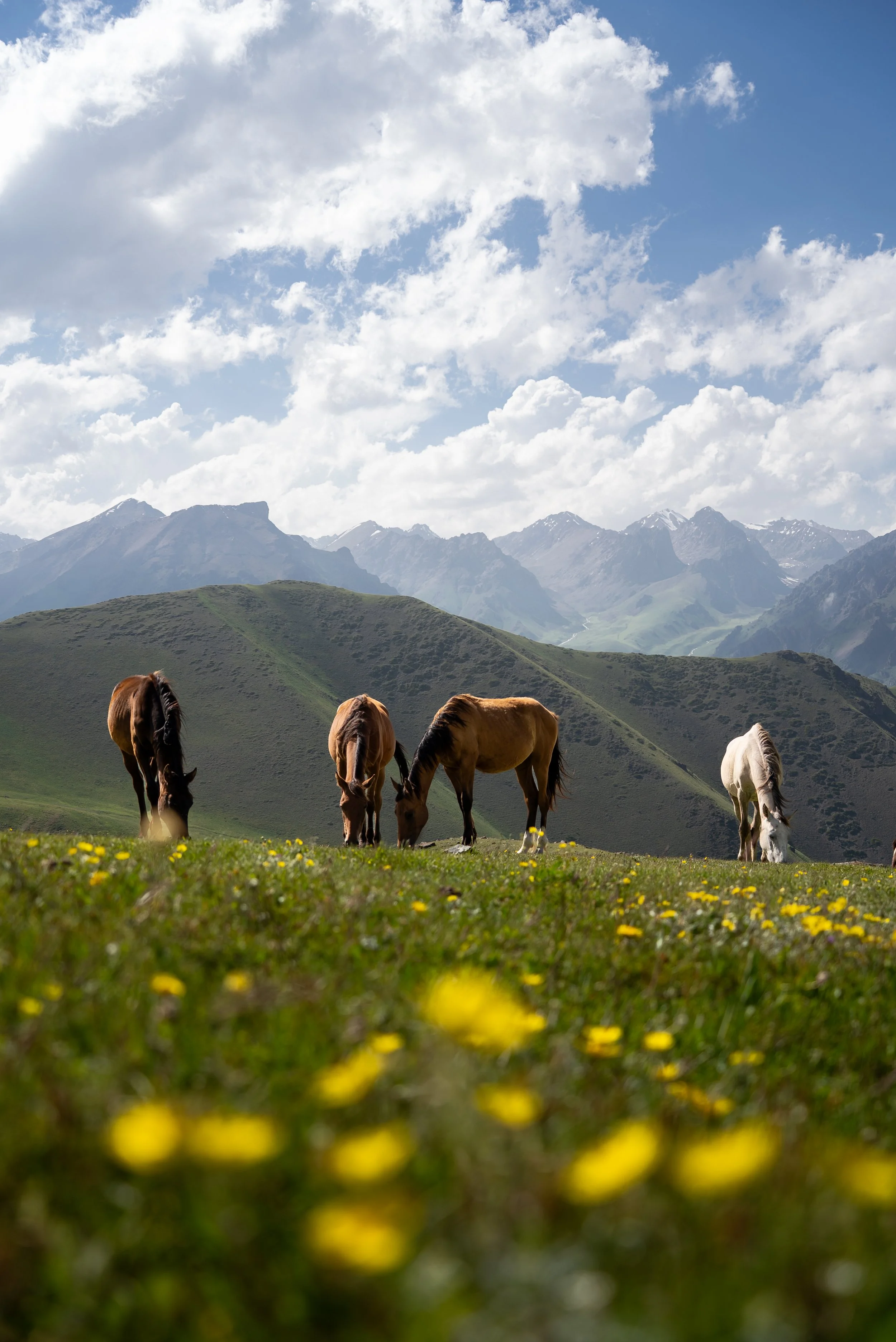 Wild horses grazing in the mountains of Kyrgyzstan