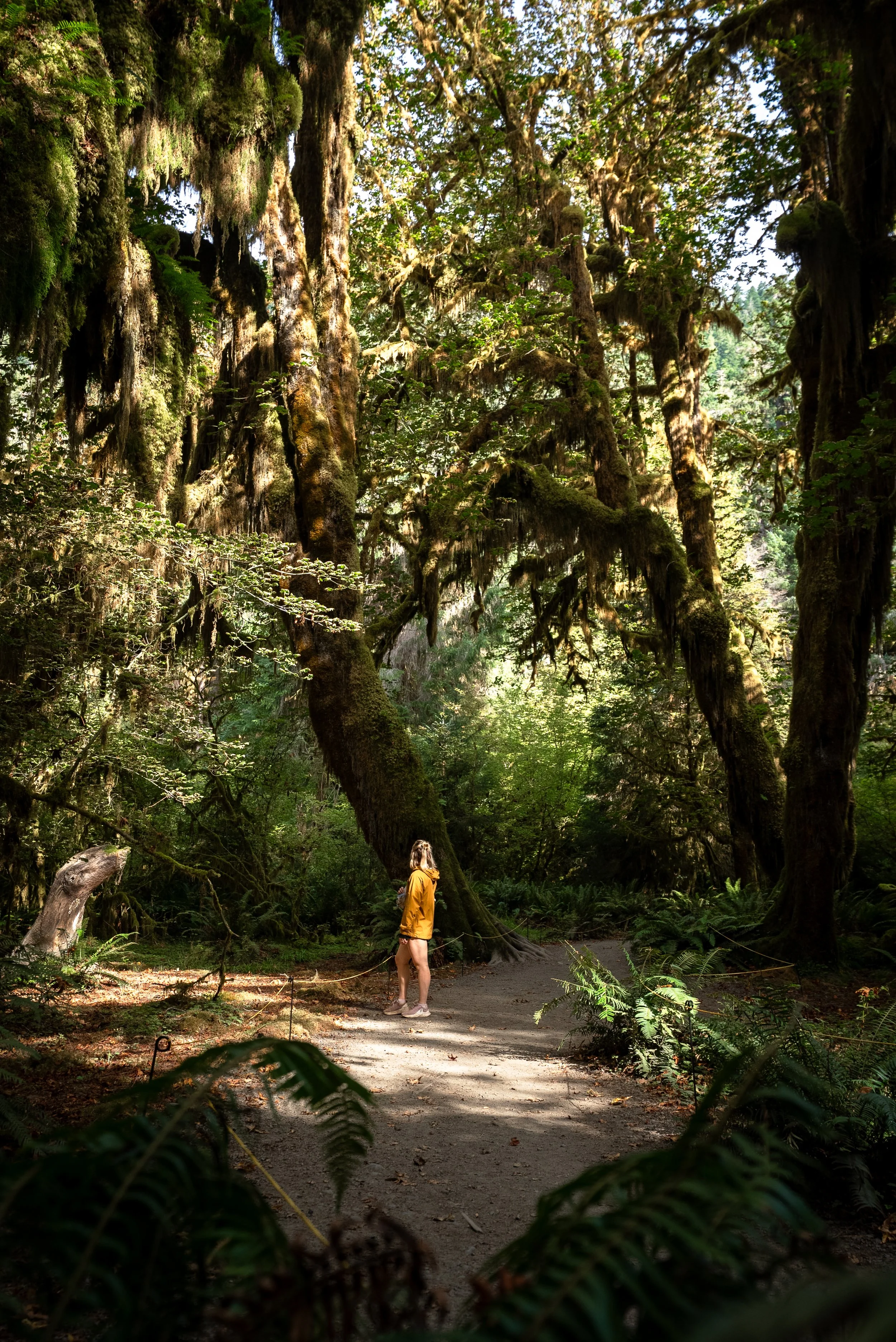 Hoh Rainforest , Olympic national Park, Washington, a must visit stop on a Pacific Northwest road trip