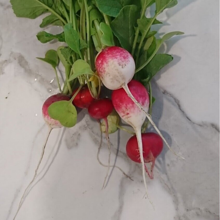 fresh garden grown radishes for aperitifs every night