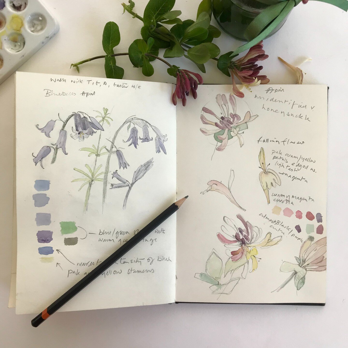 我对画花是我的工作需要我的别的地方。今天也是从花园里摘金银花。# drawingflowers # womenwhoweed # inmygarden # joyofdrawing # suffolkartists # gardenersinsuffolk # artiststhatgarden #艺术品