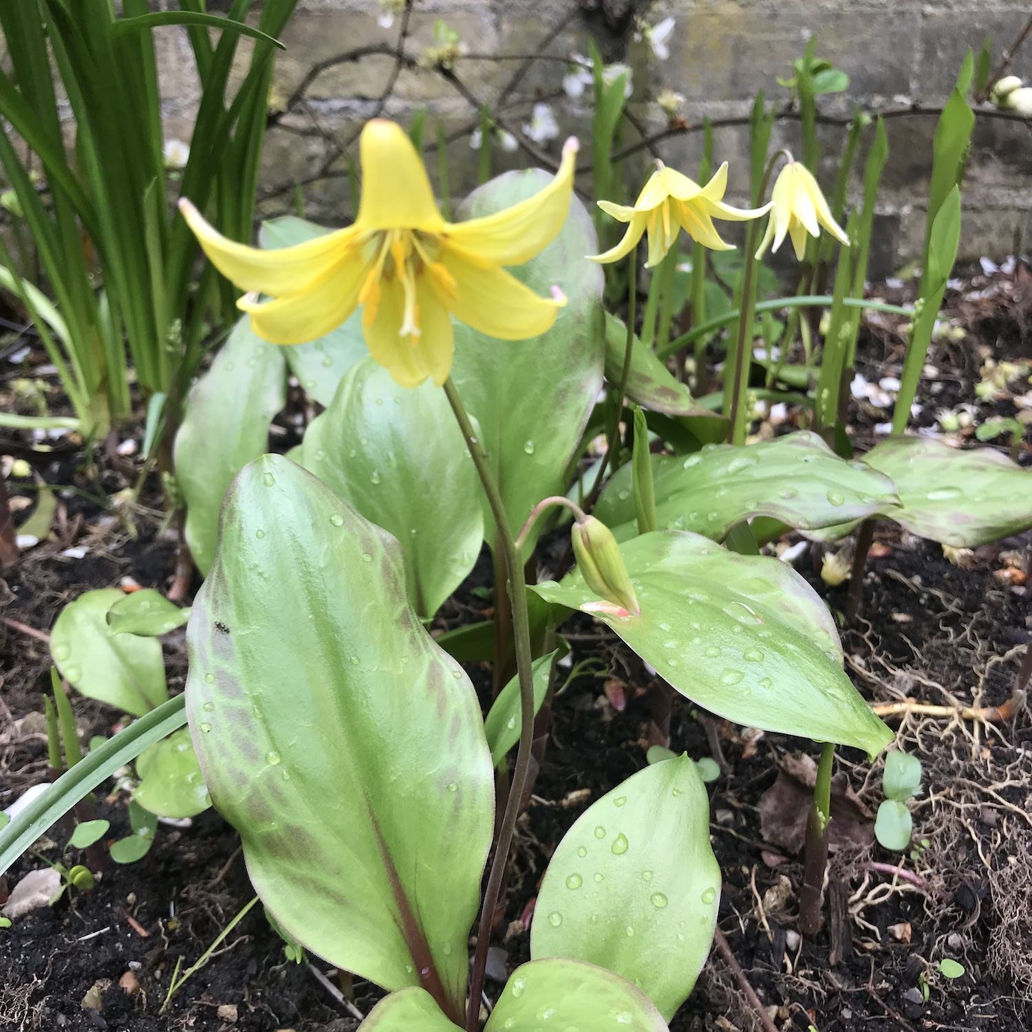 Dogs tooth violet.jpeg