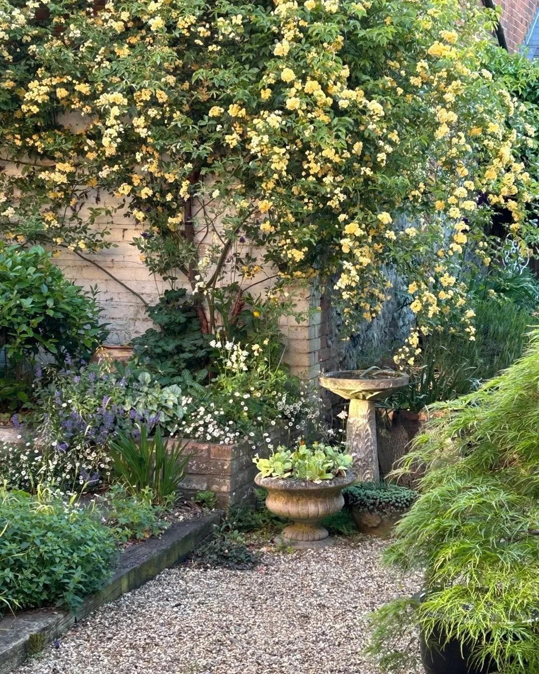 When the light&rsquo;s just perfect&hellip;happy to be at home&hellip;
#sudburyartist #lovingmygarden #who needs Chelsea