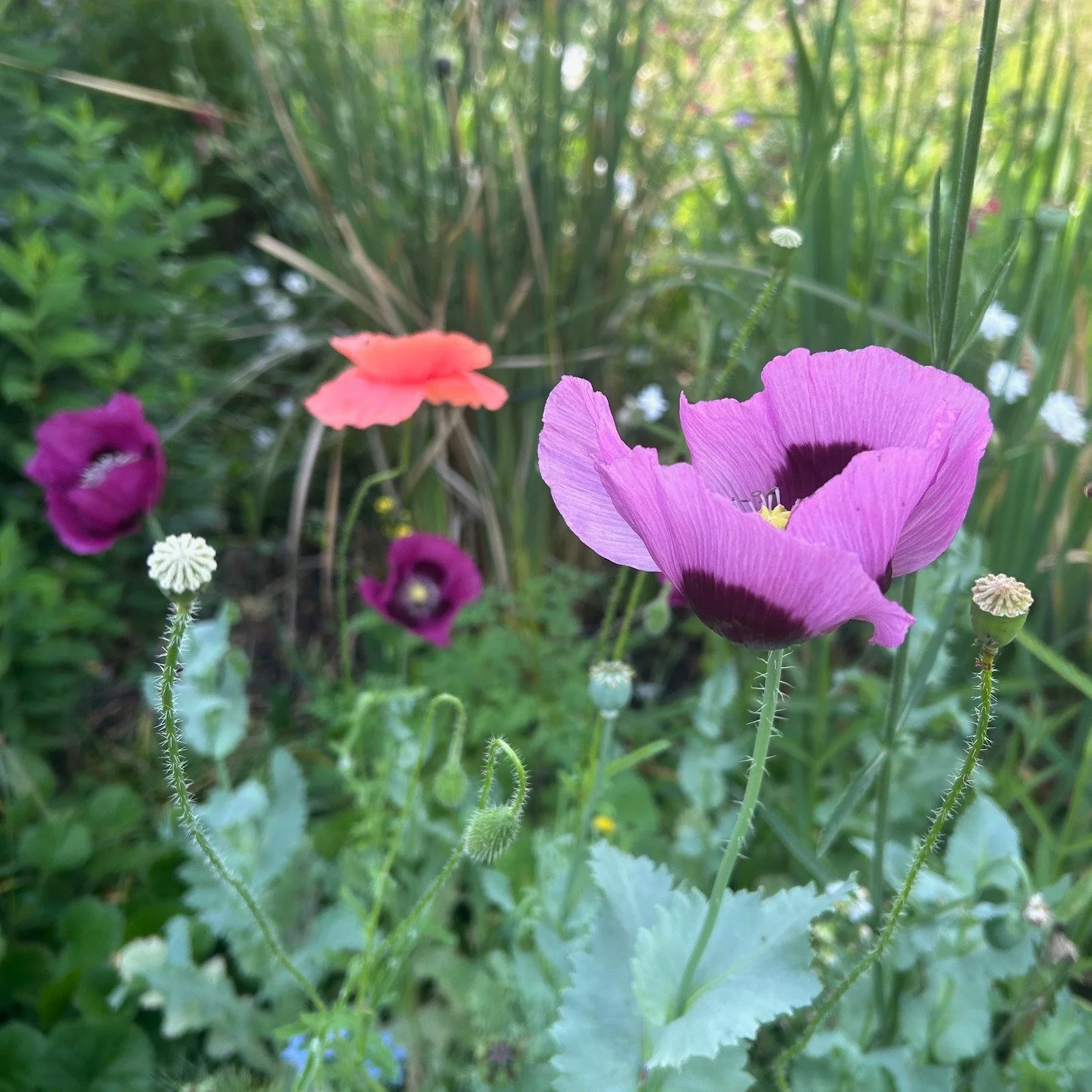 High summer is here and I have a conundrum - Cedric Morris was ruthless in removing all red poppies that appeared in his garden at Benton End but I am not so brave - what do you think?

Looking forward to visiting as many open studios as I can this w