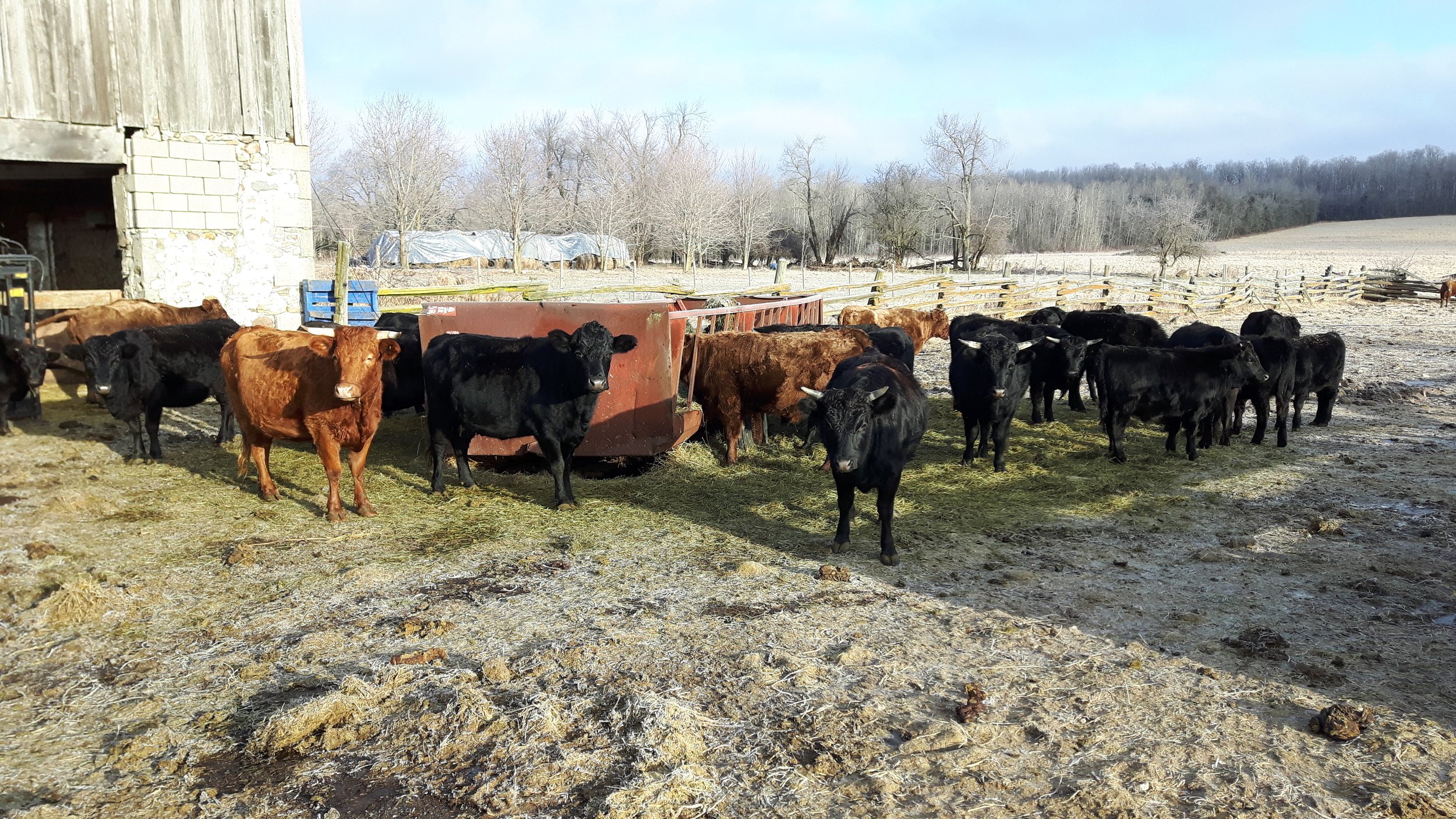 cattle in barnyard.jpg