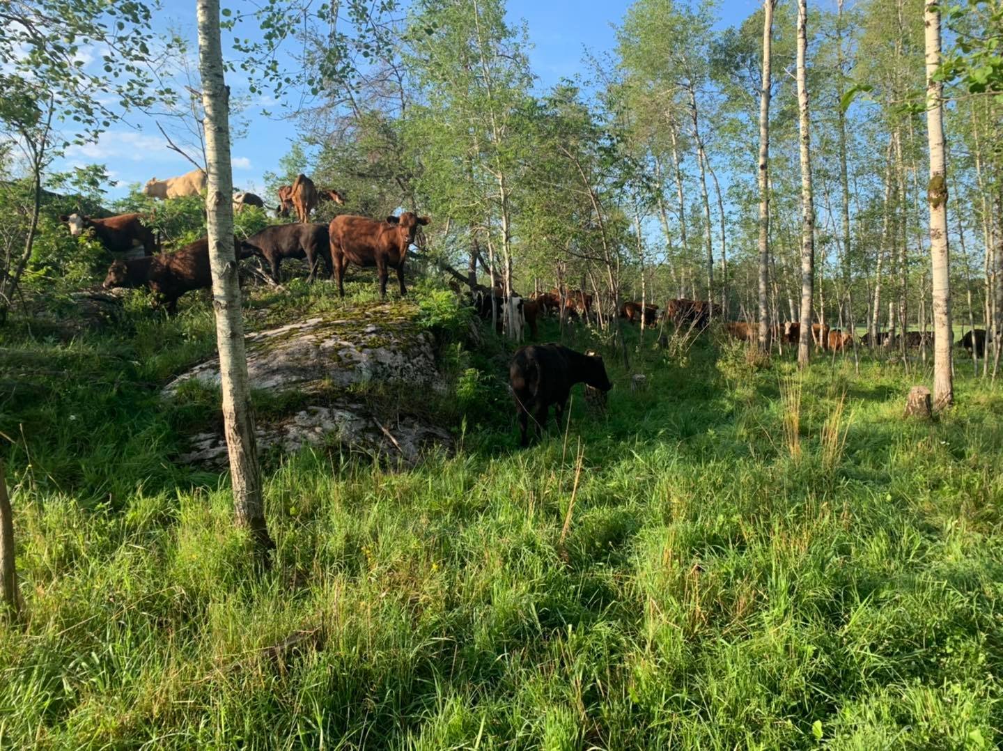 Dalew Farms - Cows in forest.jpg