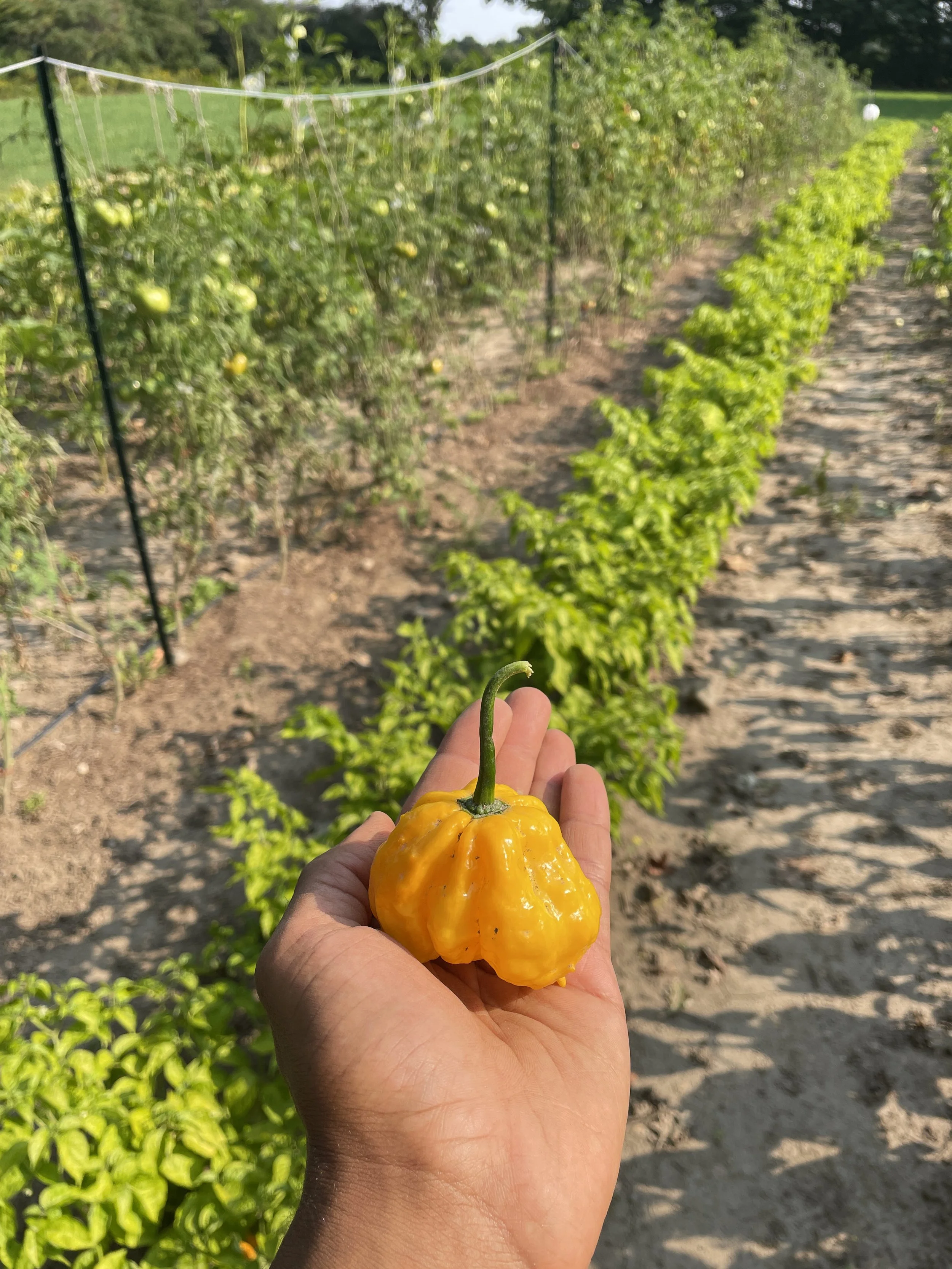 It's Giving Farm (5).JPG