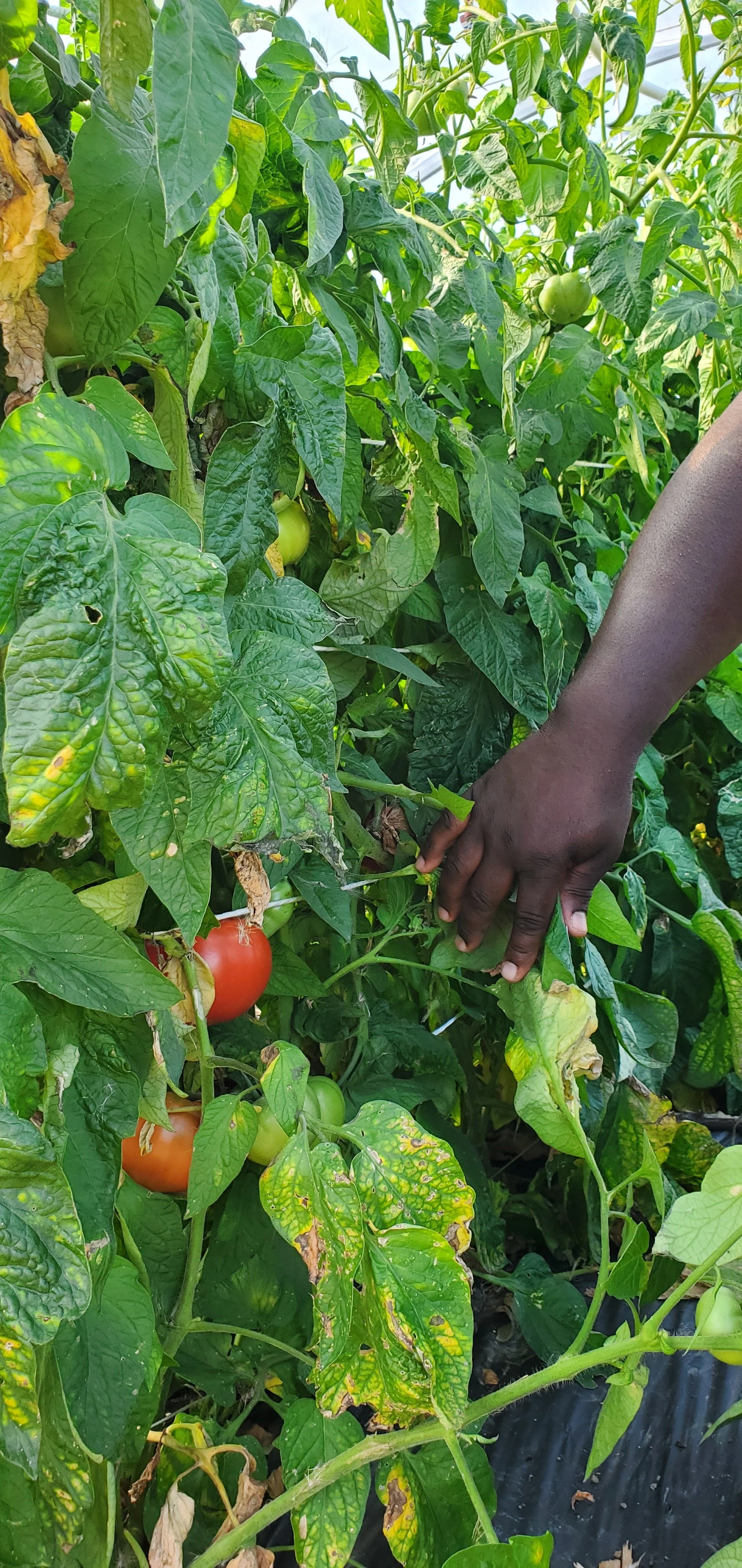 Building Pathways to Farmland Access: Inclusive Prosperity’s Tiverton Agricultural Project