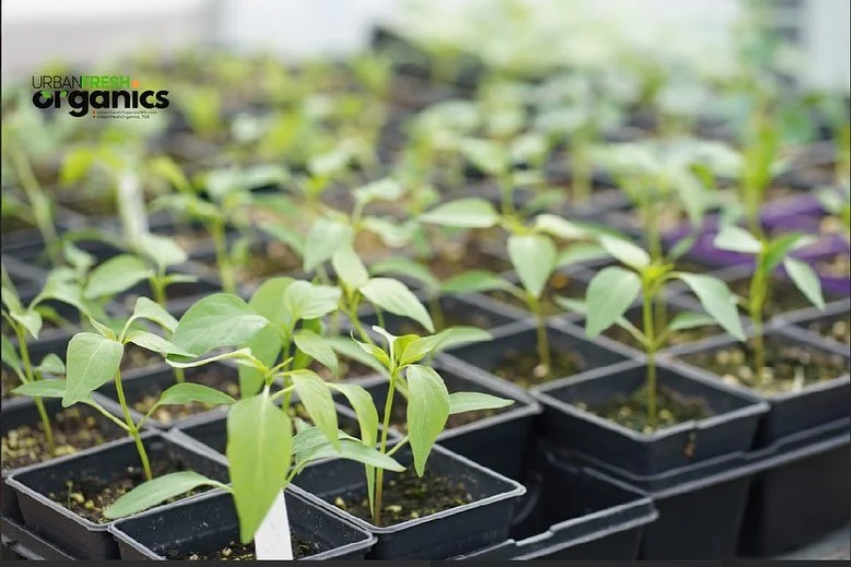 urban fresh organics3.jpg
