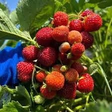 Eat Local Muskoka: Growing a Regional Food System