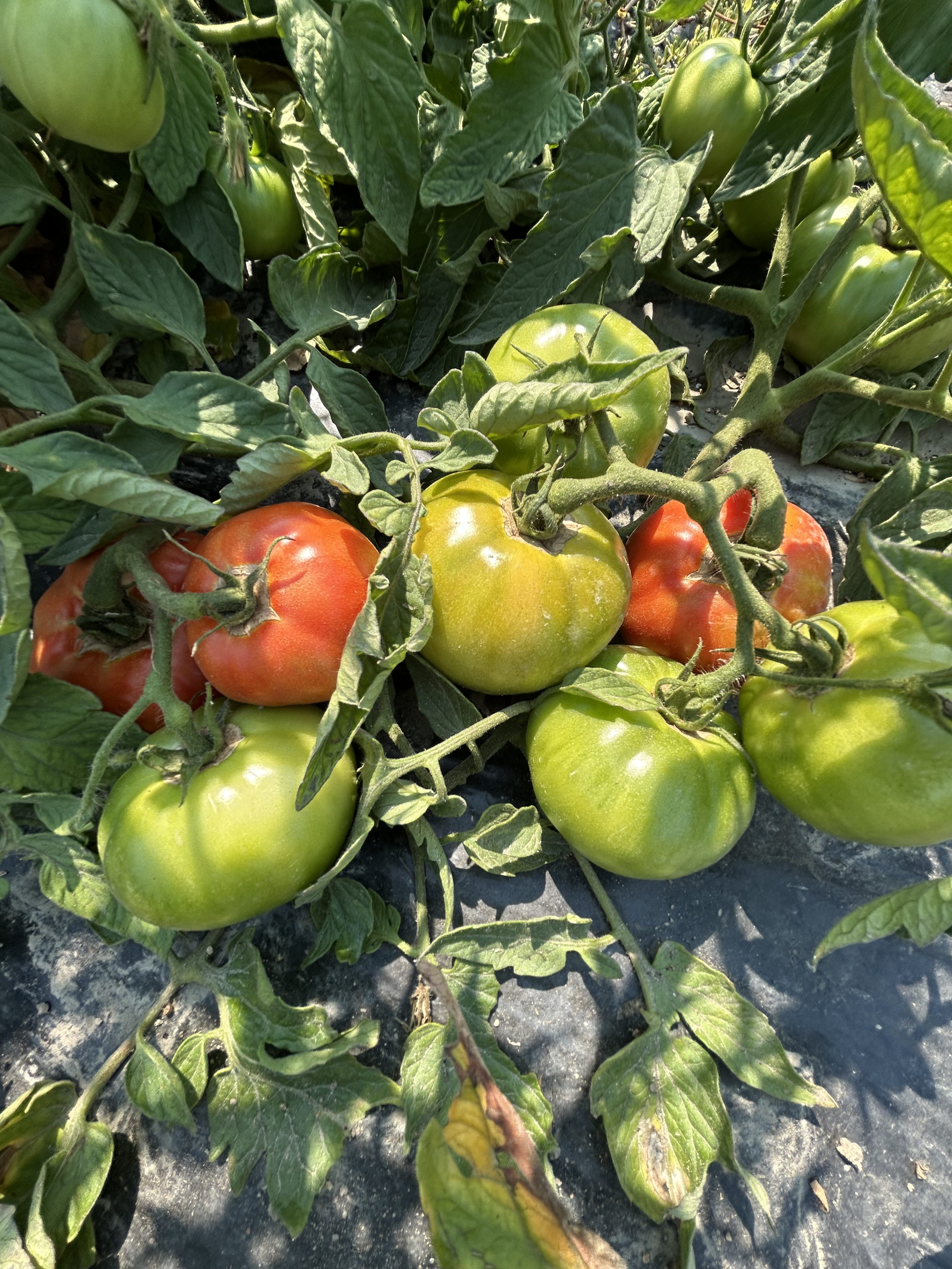 North arm farm tomatoes .png