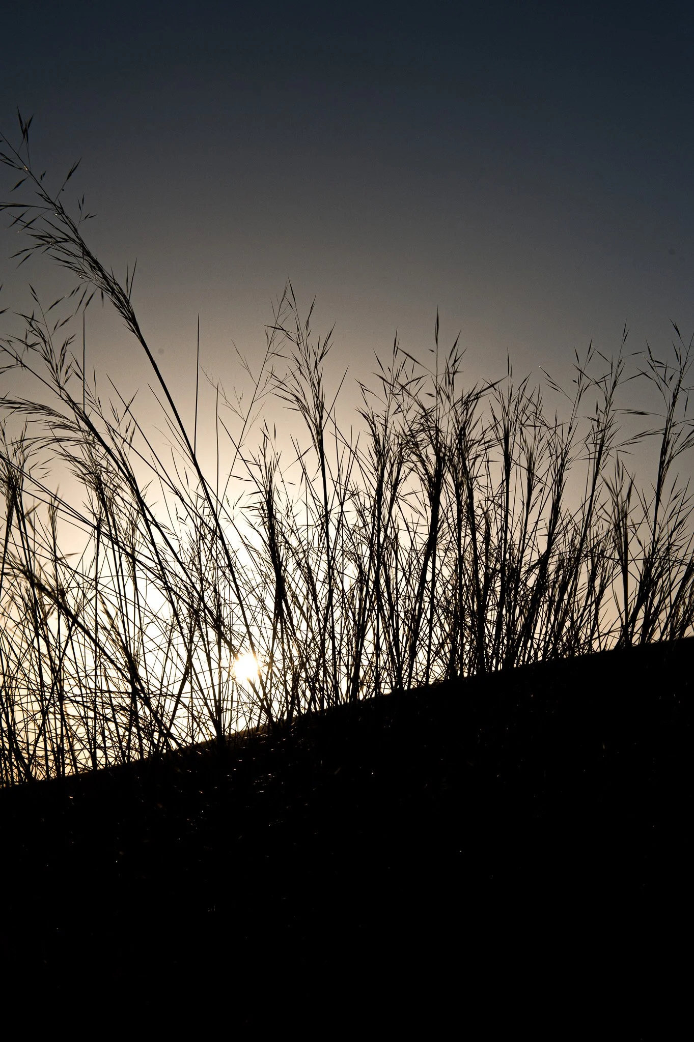 20110409_0082.jpg