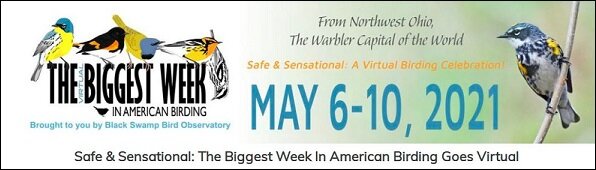 Greatest Week In American Birding