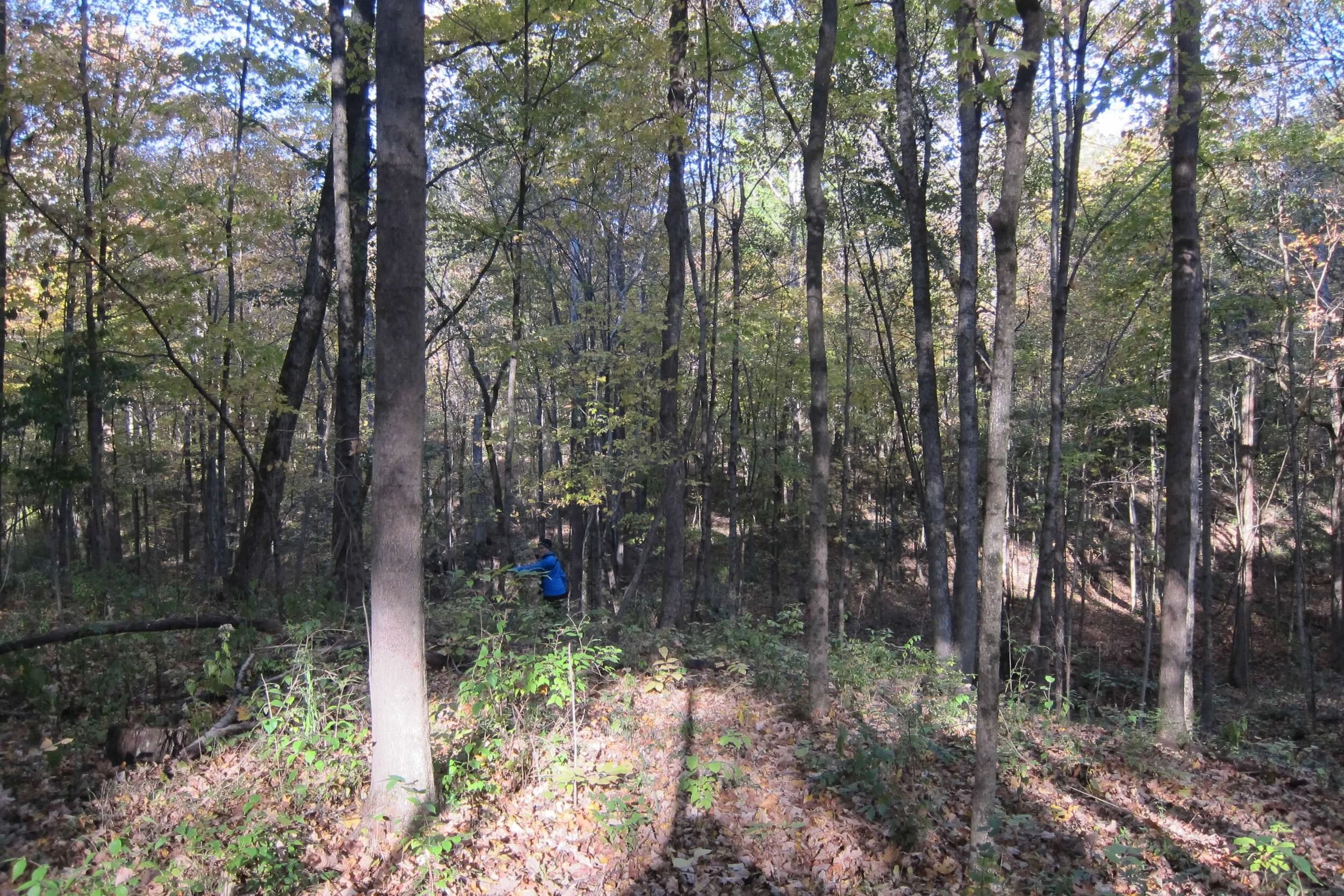 FIELD TRIP - Salamander Run Preserve (Hamilton, Ohio)