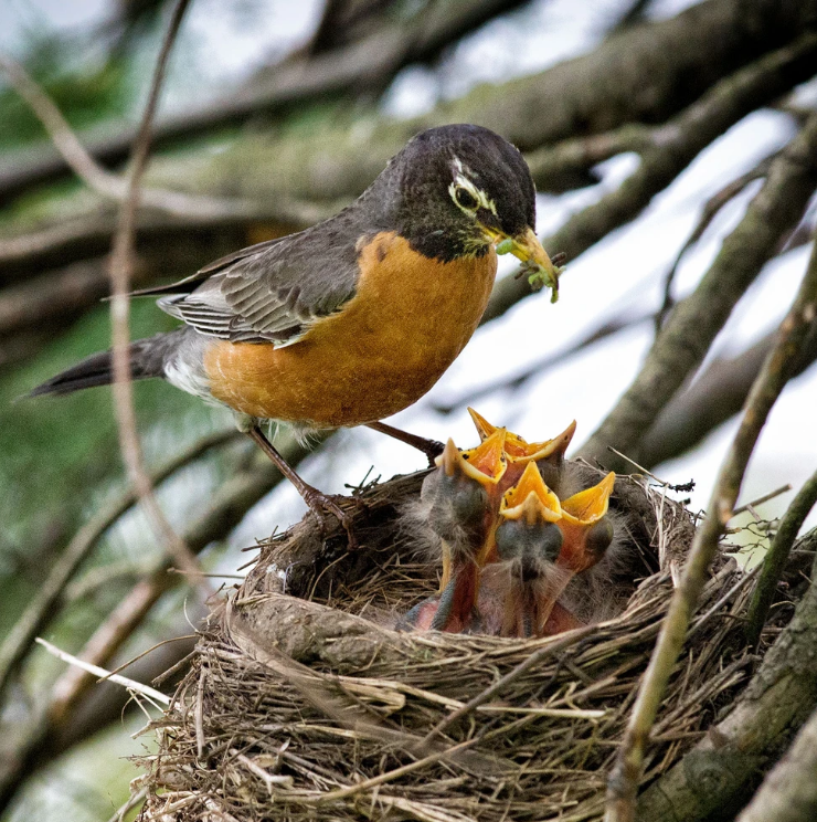 When You Should—and Should Not—Rescue Baby Birds