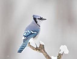 2025 AMV Christmas Bird Count Results