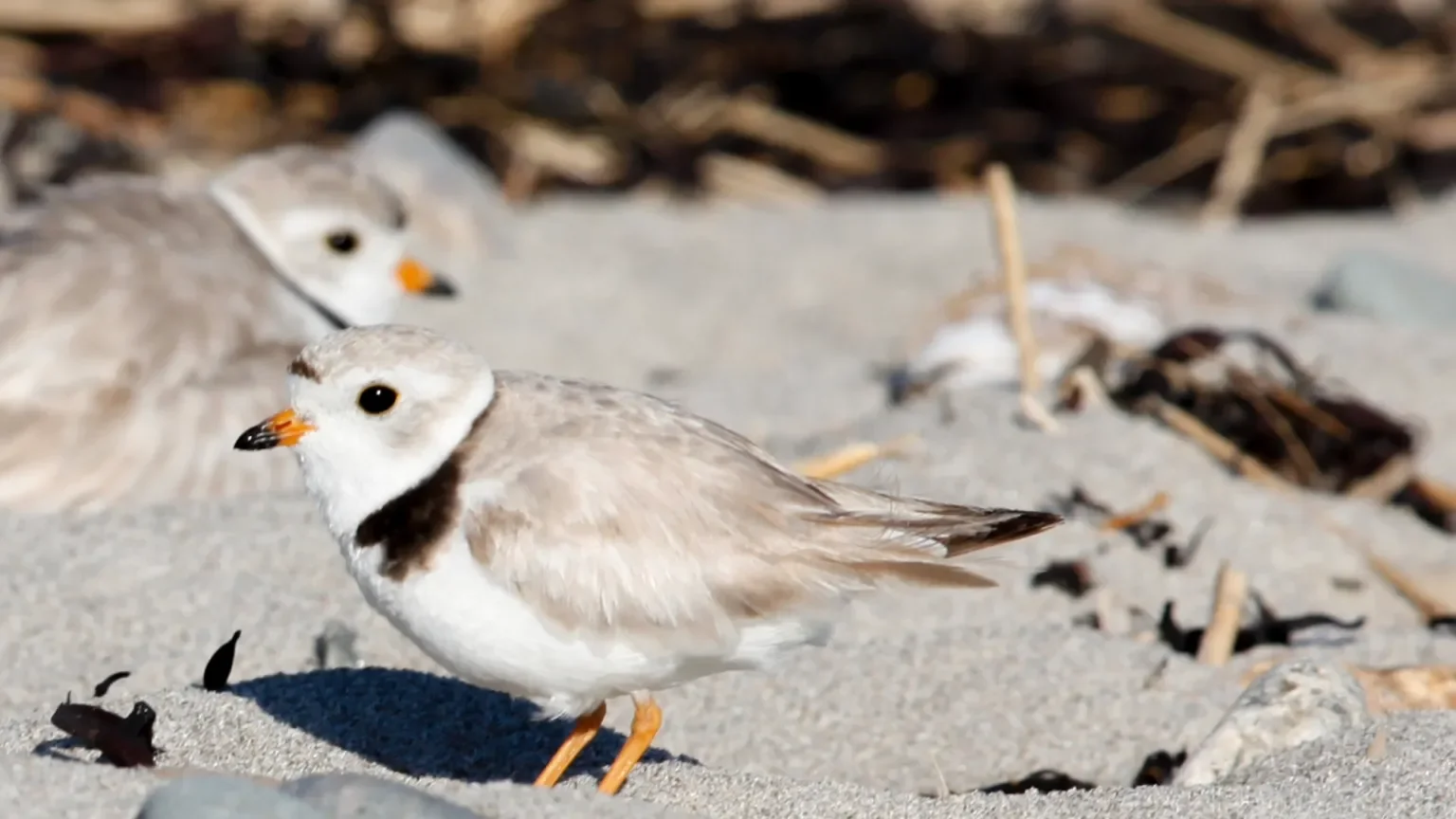 First Piping Plover hatchlings spotted along Great Lakes shoreline!!!