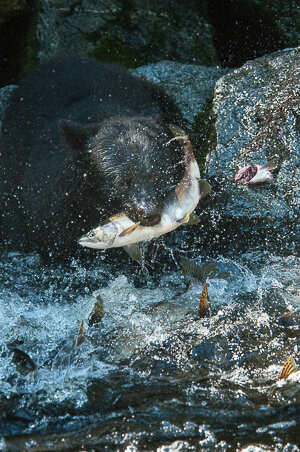 Project-Tongass-rainforest_b1.jpg