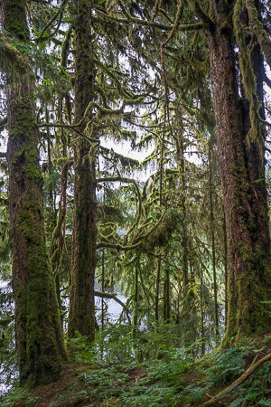 Project-Tongass-rainforest-3.jpg
