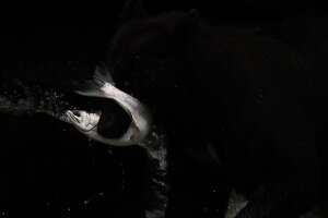 Project-Tongass-rainforest-8.jpg