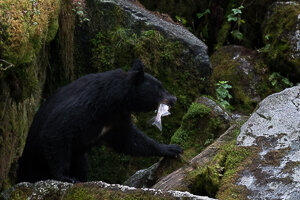 Project-Tongass-rainforest-7.jpg