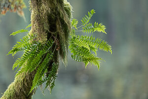 Project-Tongass-rainforest-17.jpg