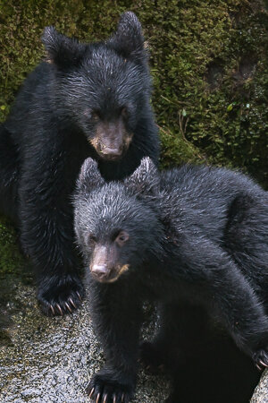 Project-Tongass-rainforest-b4.jpg