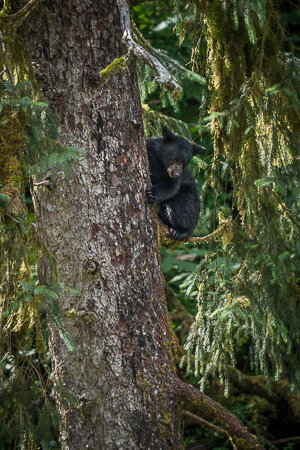 Project-Tongass-rainforest-b5.jpg