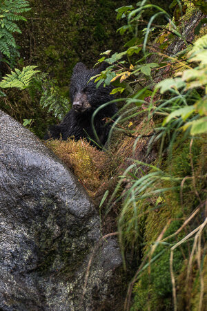Project-Tongass-rainforest-b2.jpg