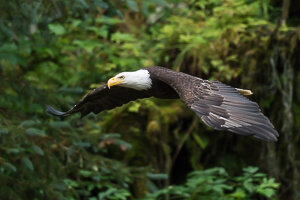 Project-Tongass-rainforest-eagle-anan-creek.jpg