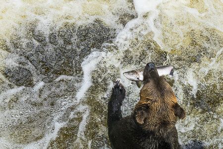 Project-Tongass-rainforest-brownbear.jpg