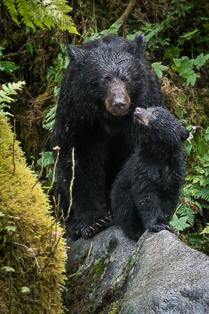 Project-Tongass-rainforest2.jpg