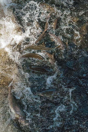 Project-Tongass-rainforest-salmonb.jpg