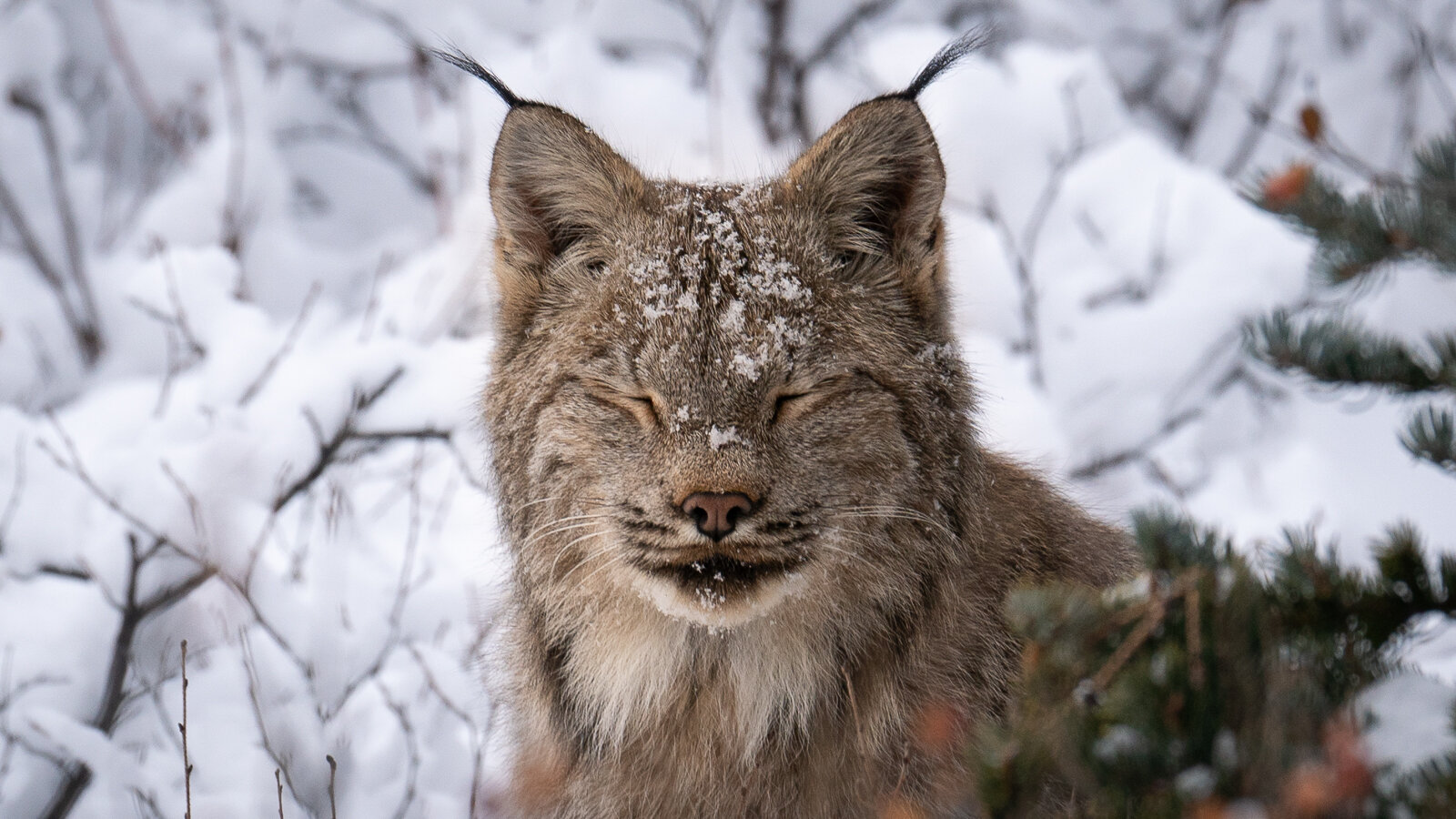 Lynx in winter_WBtw-2.jpg